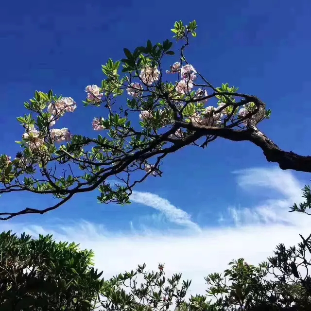 1526972412119413.jpg 1 (6).jpg