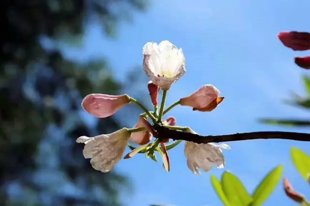 1526972577255996.jpg 1 (8).jpg