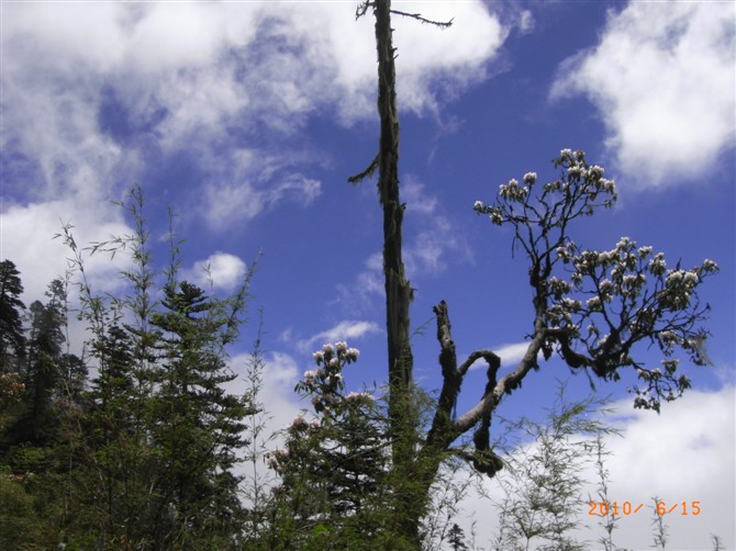 1526973634807319.jpg 1 (15).jpg