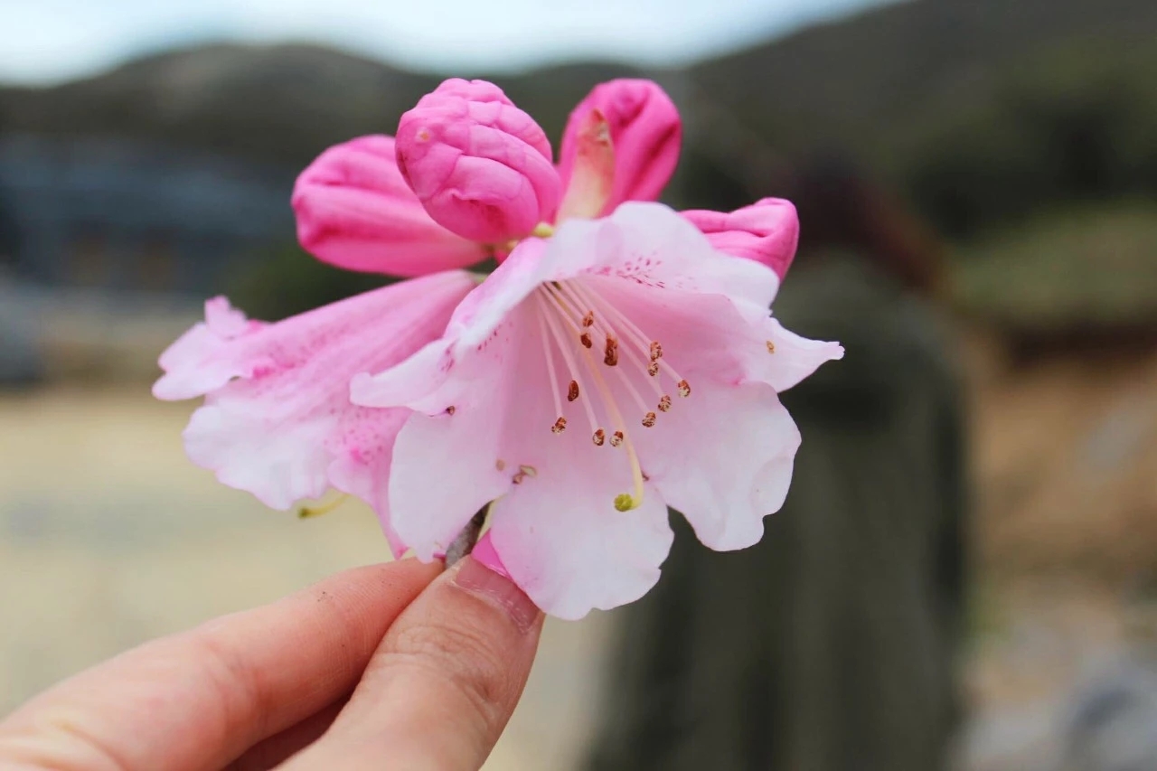 1526974844205734.jpg 1 (1).jpg